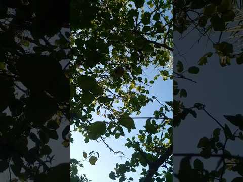 Peri-peri Lagoa dos Gatos PE 04/09/26