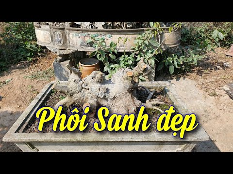 SH.6877. Ông Dần có nhiều phôi Sanh tầm nhỏ giá rất rẻ. Đth liên hệ 0984.974.266.