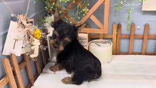 ヨークシャーテリアの動画01