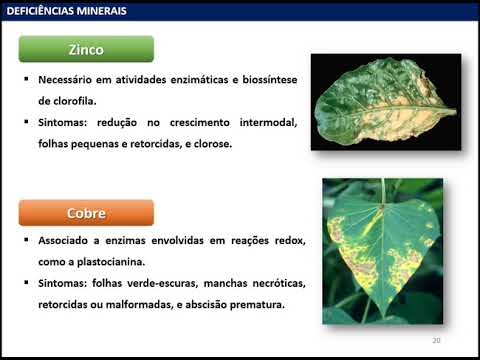 , title : 'Fisiologia Vegetal - Deficiências Nutricionais'