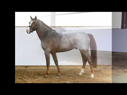 DEL GARDO 3j. Roanhengst v. Del Piero - Hondsrug Don Gregory