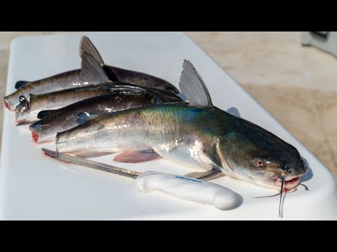 How To Fillet Hardhead Saltwater Catfish!