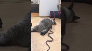 Download lagu Kucing Kaget Lucu Banget 😂😁 mp3