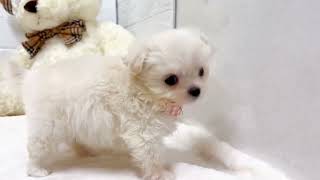 ハーフ犬の動画01