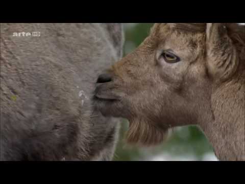 Dolomiten - Sagenhaftes Juwel der Alpen