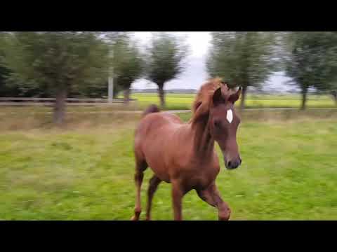 Presley Carlos O  Colt by Donier x Fürstenball out of the Carla dam line. Born 15-3-20