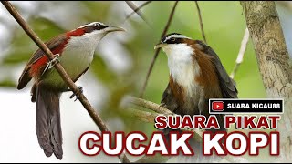 Download lagu Mp3 SUARA CUCAK KOPI, AMPUH UNTUK MASTERAN DAN UNTUK PIKAT mp3