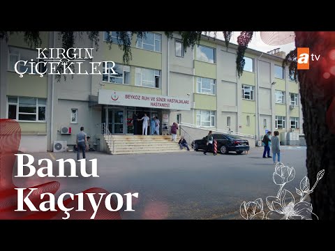 Banu, akıl hastanesinden kaçıyor! - Kırgın Çiçekler 87. Bölüm