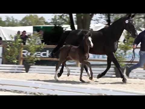 Bewegungsstarkes Stutfohlen von Sezuan's Donnerhall