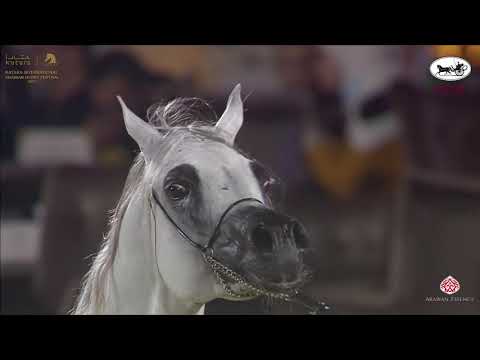 N 180 JAAL ALJASSIMYA   Katara International Arabian Horse Festival   Stallions 4 6 Years Old Class