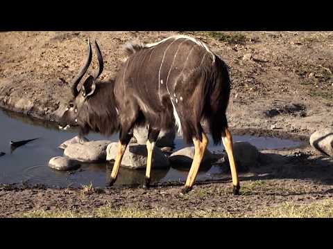 Djuma: Nyala bull - 16:00 - 08/11/18