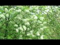 Ах черемуха белая 01 