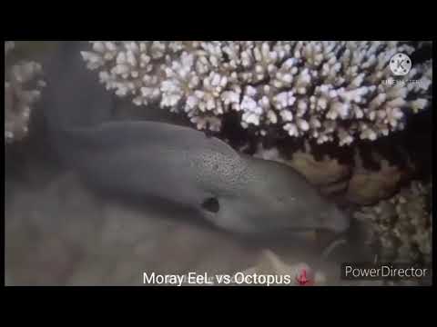 Moray Eel vs Octopus