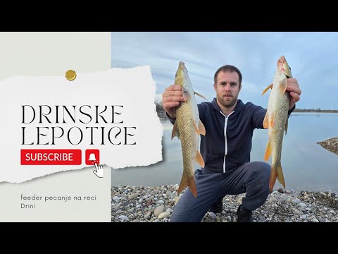Drinske lepotice / Feeder pecanje na Drini