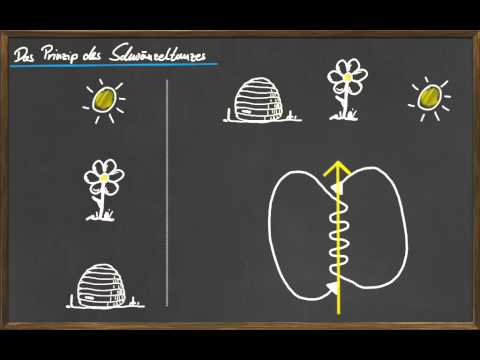 08 Die Sprache der Bienen