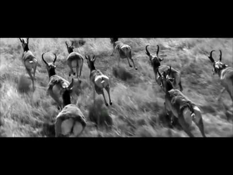 Steve Angello - Children of the Wild  (Simon de Jano, Madwill X Still Young Remix)