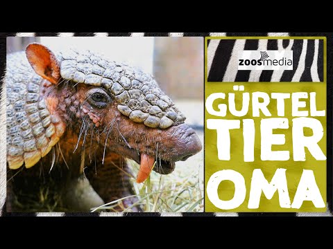 Zoo Dortmund: Gürteltier-OMA Eposita | zoos.media