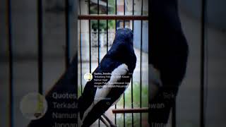 Download lagu Story wa burung kacer mp3