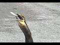 Bird Swallows Whole Fish