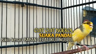 Download lagu kenari gacor panjang Cuit Cuit EMOSI, Pancingan Kenari Paud Belajar Bunyi, terapi AMPUH Kenari MACET mp3