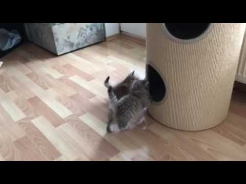 Kleine Perser- Tonne 3