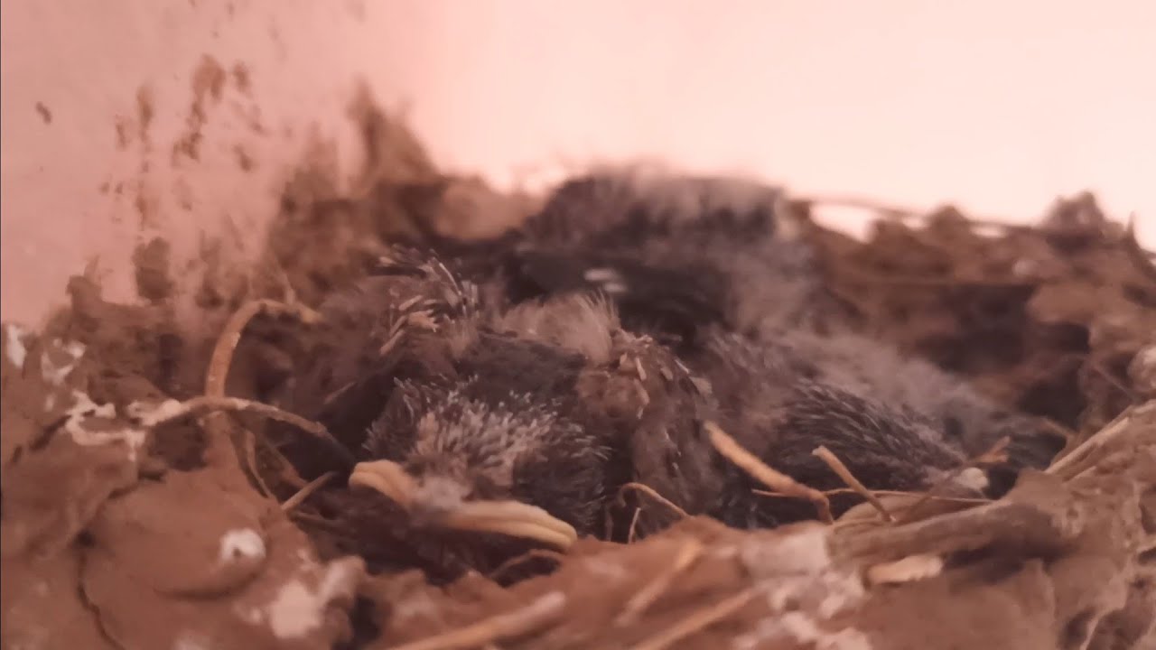 فراخ السنونو أو الخطيفة في غرفتي