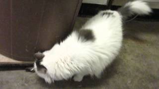 Beautiful TULA and Amnesty have love to give you.  Noah's Kingdom