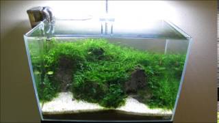 ADA Mini L Dry Start Moss Tank