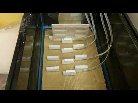 How to hatch clownfish eggs