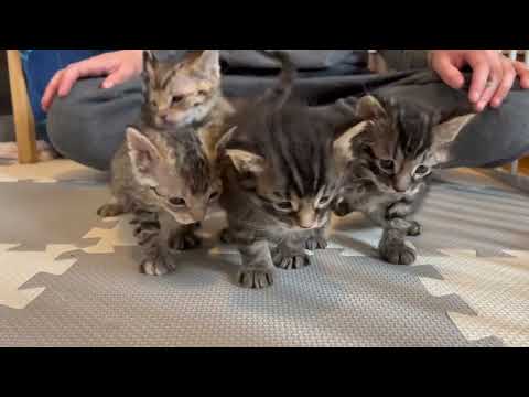Carina's Kittens_March_18, 2023