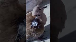 Treating the injured Dove 🕊️🕊️🕊️🕊️🕊️🕊️🕊️🕊️🕊️😂😂😂😂😂