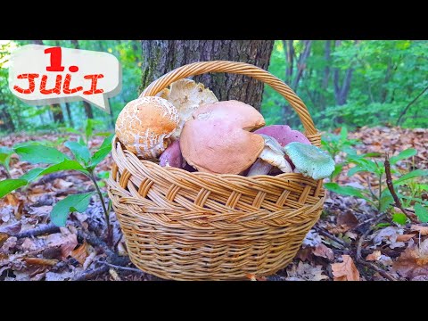 Berba Gljiva  - Poklonio sve