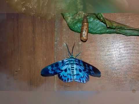Watch This Caterpillar Turn Into A Blue Day Moth.
