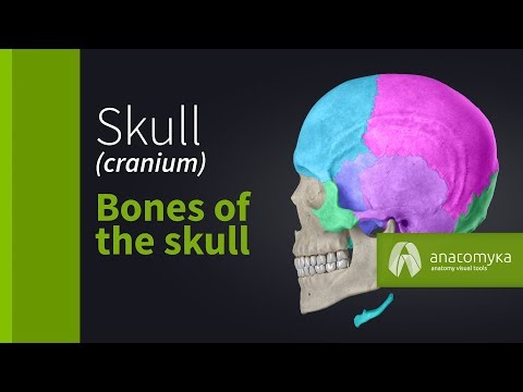 Skull (cranium) - Overview of the bones of the skull (Anatomyka app 3D model)