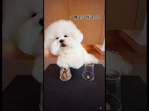 He’s not having it 🤣 #petsempire #pets#cuteanimal #petsrule #cutepet #short #shorts #viralshort