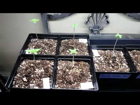 DAY 6 : Growing Weed From Seedling to Harvest