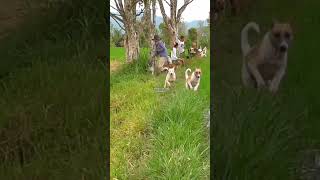 Download lagu Anjing pemburu mengejar babi hutan #shorts #casperteamchannel mp3 Download lagu Anjing pemburu mengejar babi hutan #shorts #casperteamchannel mp3