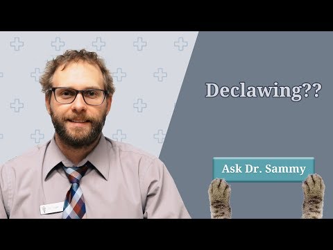 Pros & Cons of Declawing Your Cat | Eastwood Animal Clinic