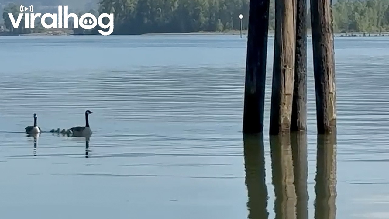 Young Geese Learning to Fly || ViralHog