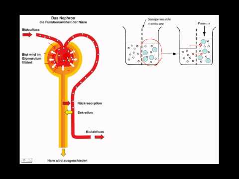 Blutdruck-Messtechnik Video Lamm für hypertensive