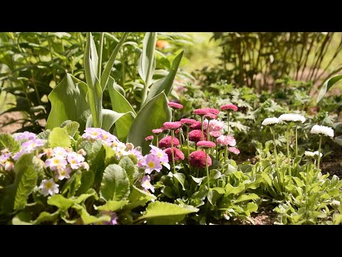 Vlog-6 19/05/2023 (Nature, lots of colourful beautiful flowers)