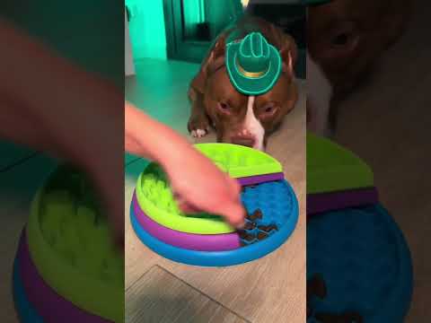 creen  que soy el chef perro más guapetón? #viral #perros #perrofeliz #dúo