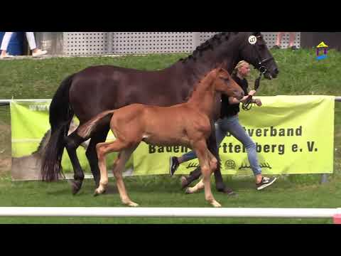 10 Money Money v. Morricone - Hohenstein