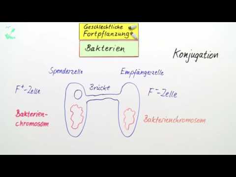 GESCHLECHTLICHE FORTPFLANZUNG | Biologie | Genetik und Entwicklungsbiologie