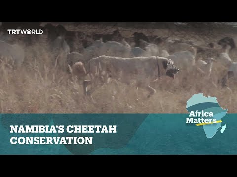 Africa Matters: Turkish Kangals shielding cheetahs from harm