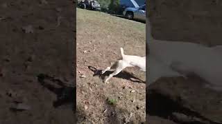 Video preview image #1 Golden Shepherd Puppy For Sale in Rutherfordton, NC, USA