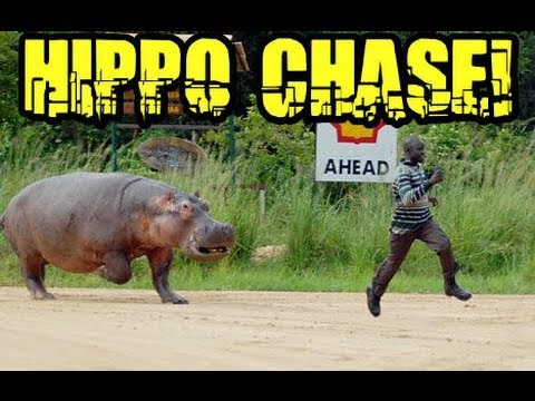 Scary Hippo Chase