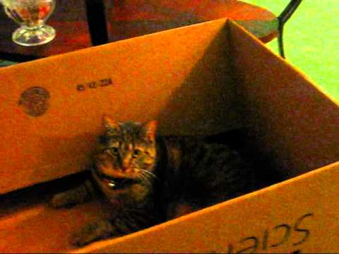 cat in the box