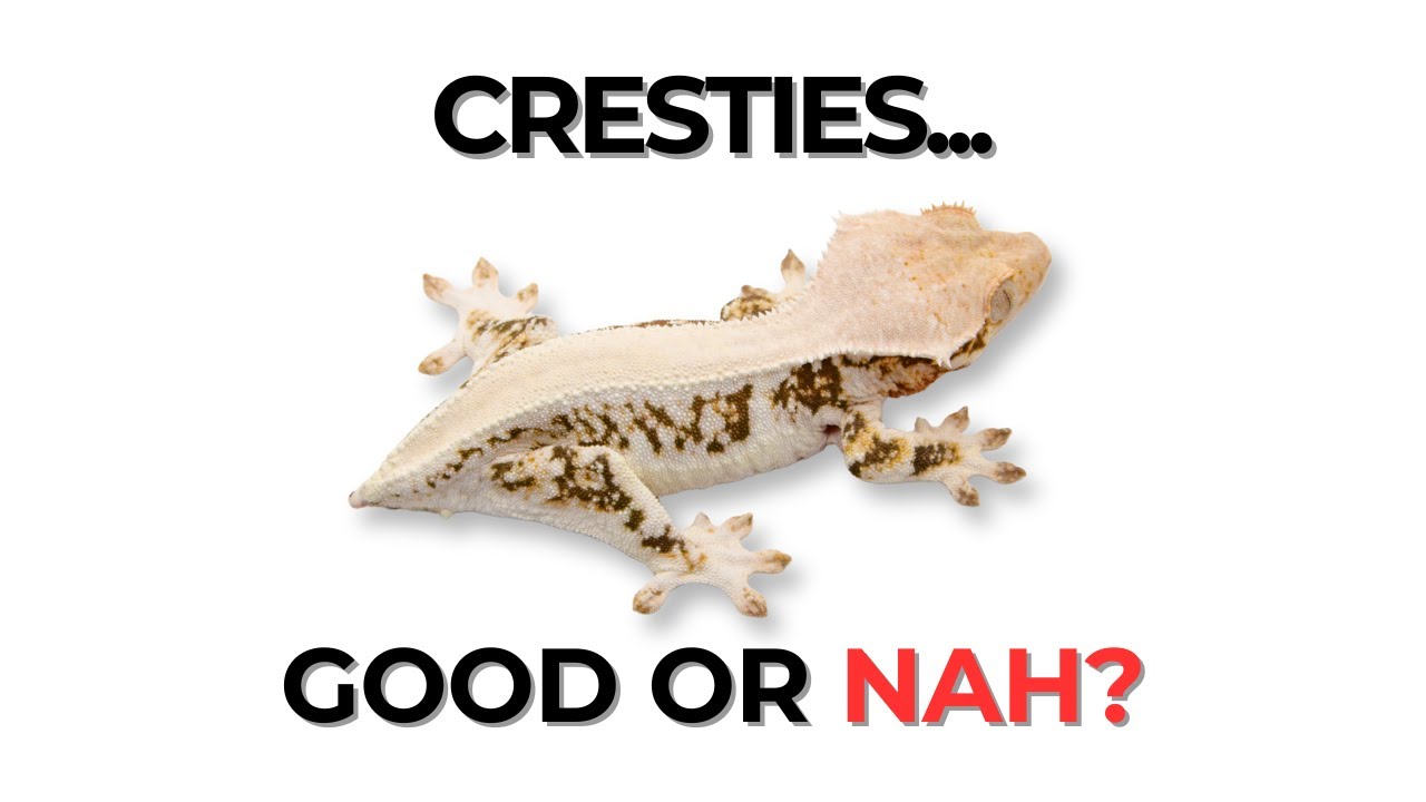 Are Crested Geckos Overrated?