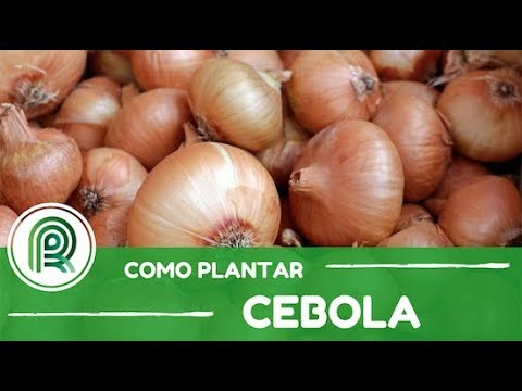 , title : 'Cebola: saiba é qual a melhor época para o cultivo'